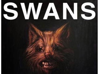 Swans