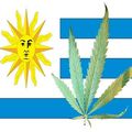 Marihuana legalna w Urugwaju - marihuana legalizacja marihuany urugwaj pierwszy kraj na świecie zioło legalne