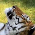 Walentynkowa...adopcja zwierzaków - adopcja zwierząt, martyna wojciechowska, dorociński, wwf