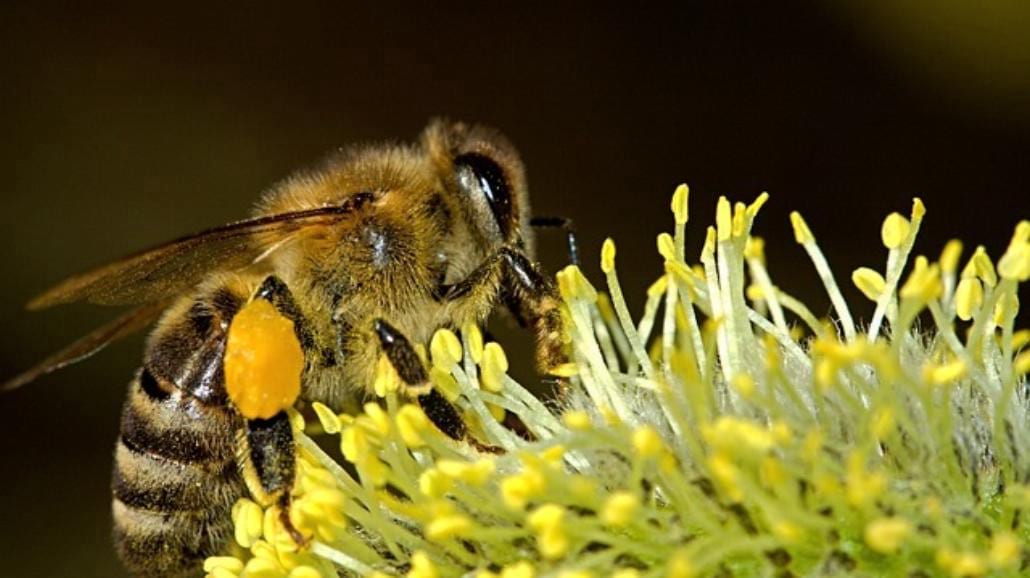 Propolis, czyli kit pszczeli. Zastosowanie, działanie, przepisy