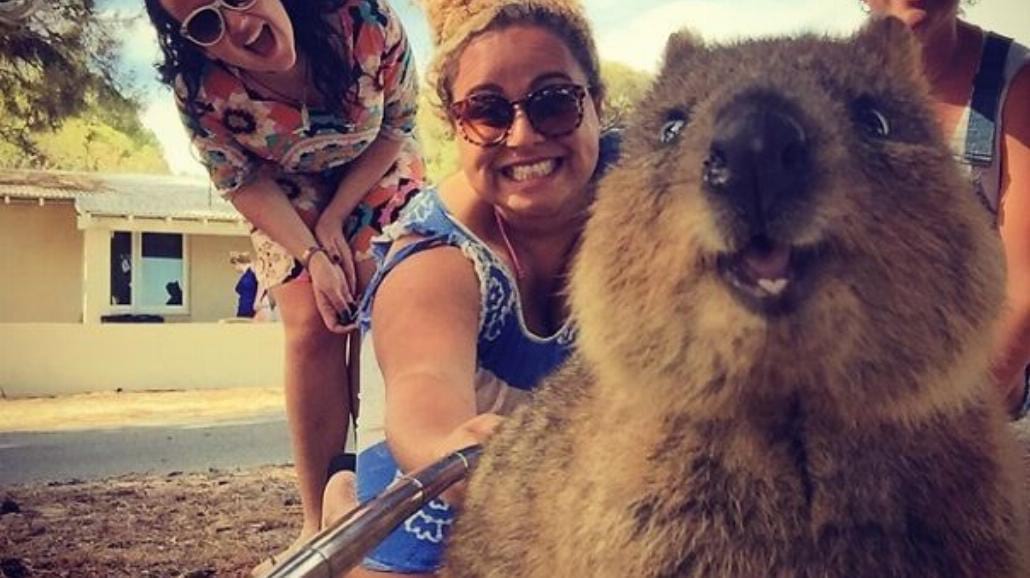 Selfie z Quokka nowym hitem internetu