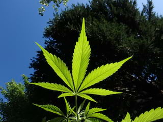 Sejm mówi TAK medycznej marihuanie! - legalizacja marihuany, medyczna marihuana, sejm zalegalizował marihuanę