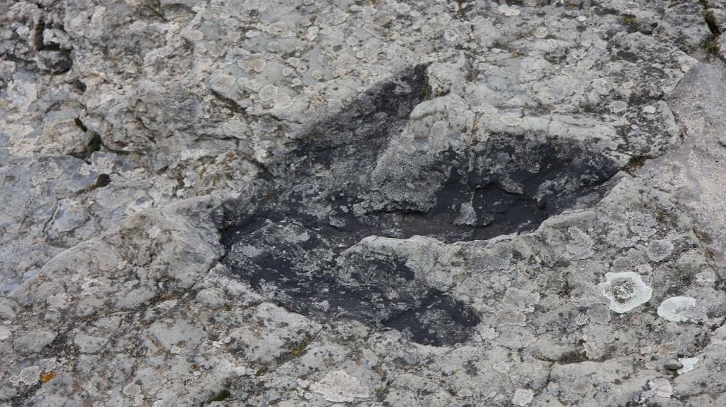NajwiÄ™kszy na Å›wiecie dinozaur waÅźyÅ‚ 61 ton