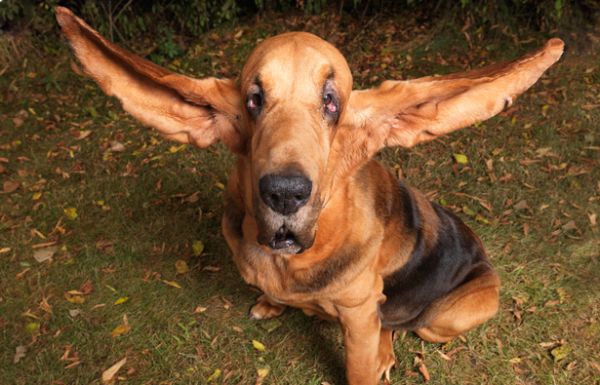 Najdłuższe psie uszy