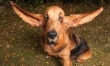 Najdłuższe psie uszy