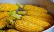Kolba kukurydzy - 1 sztuka = około 130kcal