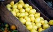 Do wielu potraw dodaje się sok z cytryny, który nadaje im wyśmienity smak i aromat