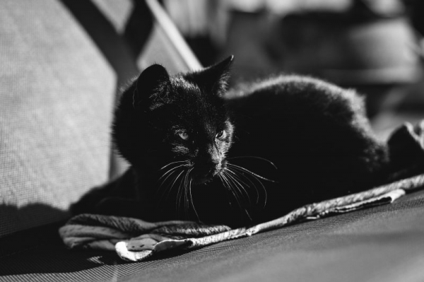 Przed Halloween w wielu schroniskach wstrzymana jest adopcja czarnych kotów, ponieważ w historii zdarzały się przypadki, że były one maltretowane właśnie w okolicach tego święta
