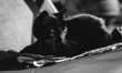 Przed Halloween w wielu schroniskach wstrzymana jest adopcja czarnych kotów, ponieważ w historii zdarzały się przypadki, że były one maltretowane właśnie w okolicach tego święta