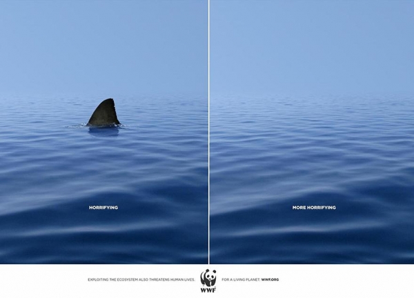 WWF: Rekin