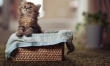 Najsłodszy kociak na świecie? Zobacz zdjęcia!  - Zdjęcie nr 2