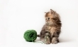 Najsłodszy kociak na świecie? Zobacz zdjęcia!  - Zdjęcie nr 3