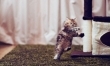 Najsłodszy kociak na świecie? Zobacz zdjęcia!  - Zdjęcie nr 5