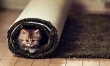 Najsłodszy kociak na świecie? Zobacz zdjęcia!  - Zdjęcie nr 6