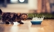 Najsłodszy kociak na świecie? Zobacz zdjęcia!  - Zdjęcie nr 10