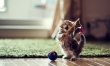 Najsłodszy kociak na świecie? Zobacz zdjęcia!  - Zdjęcie nr 12
