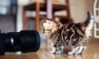 Najsłodszy kociak na świecie? Zobacz zdjęcia!  - Zdjęcie nr 14