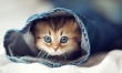 Najsłodszy kociak na świecie? Zobacz zdjęcia!  - Zdjęcie nr 15
