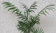 Chamedora (bambus)
