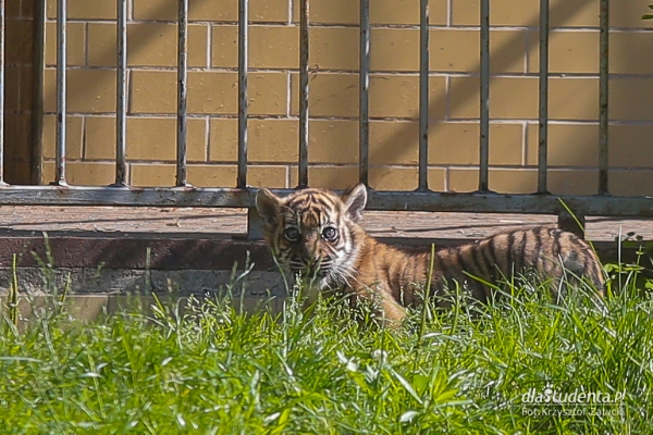 Mały tygrys sumatrzański w ZOO Wrocław  - Zdjęcie nr 12