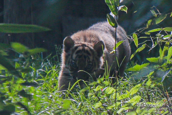 Mały tygrys sumatrzański w ZOO Wrocław  - Zdjęcie nr 9