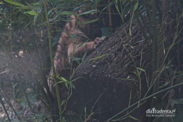 Mały tygrys sumatrzański w ZOO Wrocław  - Zdjęcie nr 8