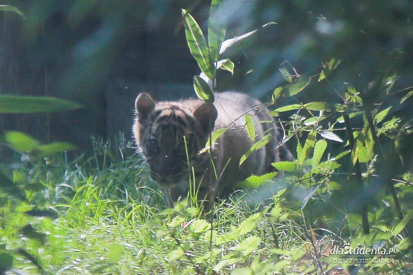 Mały tygrys sumatrzański w ZOO Wrocław  - Zdjęcie nr 6