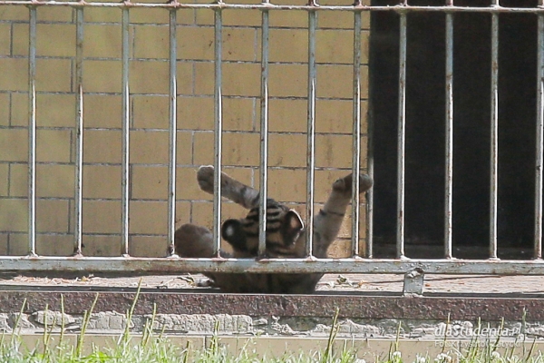 Mały tygrys sumatrzański w ZOO Wrocław  - Zdjęcie nr 3