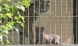 Mały tygrys sumatrzański w ZOO Wrocław  - Zdjęcie nr 1