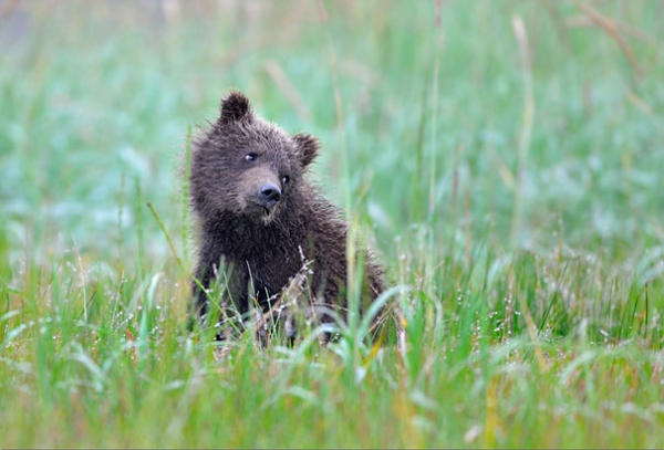 Małe niedźwiadki w obiektywie Nikolaia Zinovieva  - Zdjęcie nr 7