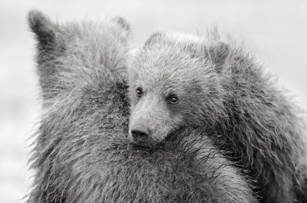 Małe niedźwiadki w obiektywie Nikolaia Zinovieva  - Zdjęcie nr 8