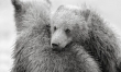 Małe niedźwiadki w obiektywie Nikolaia Zinovieva  - Zdjęcie nr 8