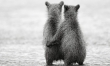 Małe niedźwiadki w obiektywie Nikolaia Zinovieva  - Zdjęcie nr 14