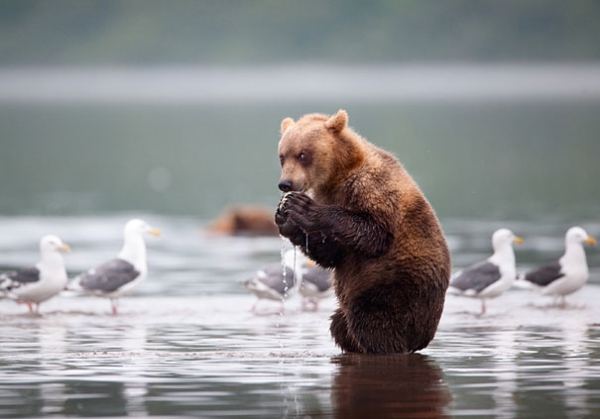 Małe niedźwiadki w obiektywie Nikolaia Zinovieva  - Zdjęcie nr 9