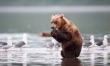 Małe niedźwiadki w obiektywie Nikolaia Zinovieva  - Zdjęcie nr 9