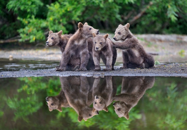 Małe niedźwiadki w obiektywie Nikolaia Zinovieva  - Zdjęcie nr 11