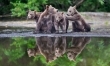 Małe niedźwiadki w obiektywie Nikolaia Zinovieva  - Zdjęcie nr 11