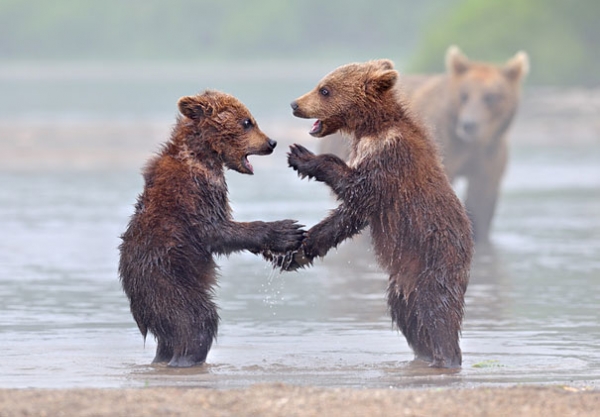 Małe niedźwiadki w obiektywie Nikolaia Zinovieva  - Zdjęcie nr 2