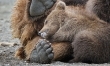 Małe niedźwiadki w obiektywie Nikolaia Zinovieva  - Zdjęcie nr 12