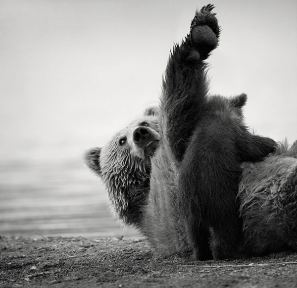 Małe niedźwiadki w obiektywie Nikolaia Zinovieva  - Zdjęcie nr 13