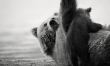 Małe niedźwiadki w obiektywie Nikolaia Zinovieva  - Zdjęcie nr 13