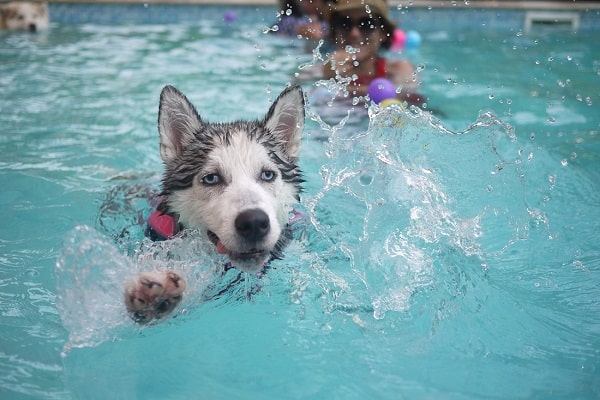 Pies i woda - pływanie pieskiem?