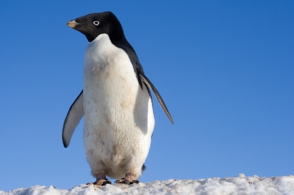 Pingwinki: seksualni dewianci