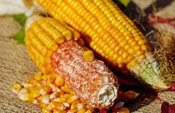 Kukurydza jest bardzo popularna. Jednak sposób przygotowania jest nieco inny niż w Polsce. W USA kukurydzę się grilluje i podaje z masłem