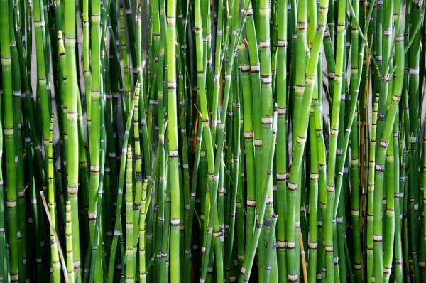 Rozłupywanie bambusa 