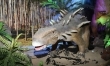 Dinozaury na żywo - zdjęcia z wystawy  - Zdjęcie nr 3