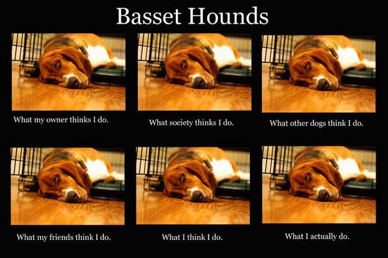 Bassety to najfajniejsze psy na świecie!  - Zdjęcie nr 1