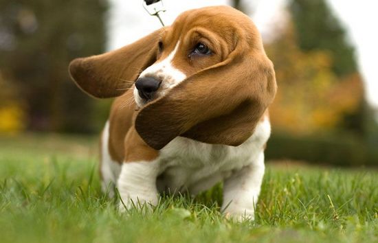 Bassety to najfajniejsze psy na świecie!  - Zdjęcie nr 14