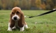 Bassety to najfajniejsze psy na świecie!  - Zdjęcie nr 16