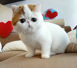 Najsłodszy kot Internetu? Snoopy podbija Instagram  - Zdjęcie nr 3